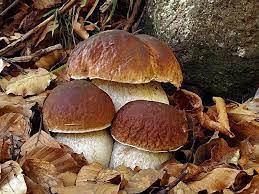 raccolta funghi
